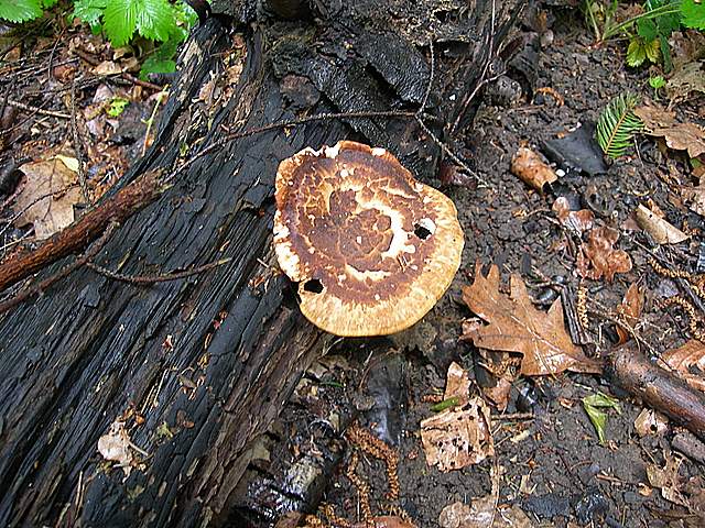Caresta...penuria e tempi duri.....